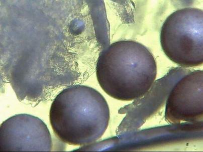 Artemia salina Eier