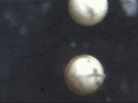 Artemia salina Eier