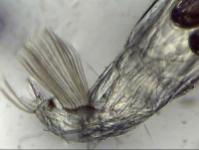 Chaoborus crystallinus